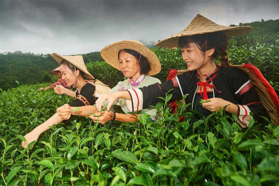 海南特産となる有機(jī)紅茶を生み出した鄭麗娟さん