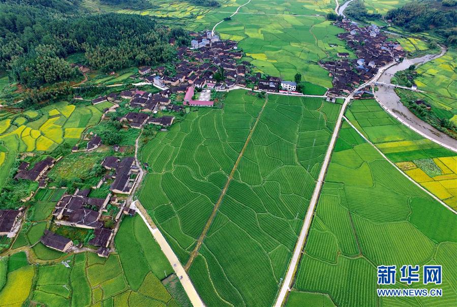 福建省の村に秋の訪れ　色とりどりに染まる棚田