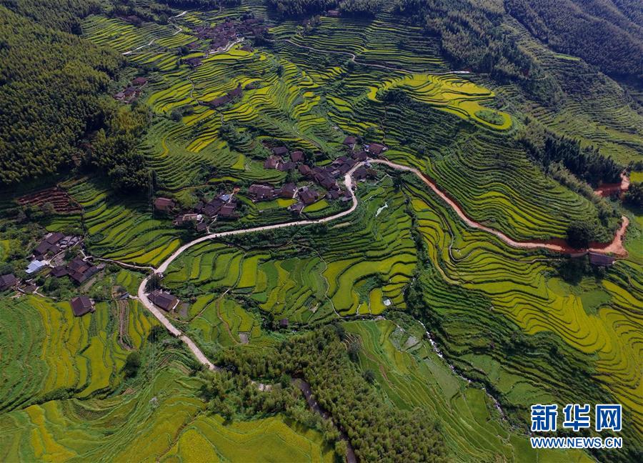 福建省の村に秋の訪(fǎng)れ　色とりどりに染まる棚田