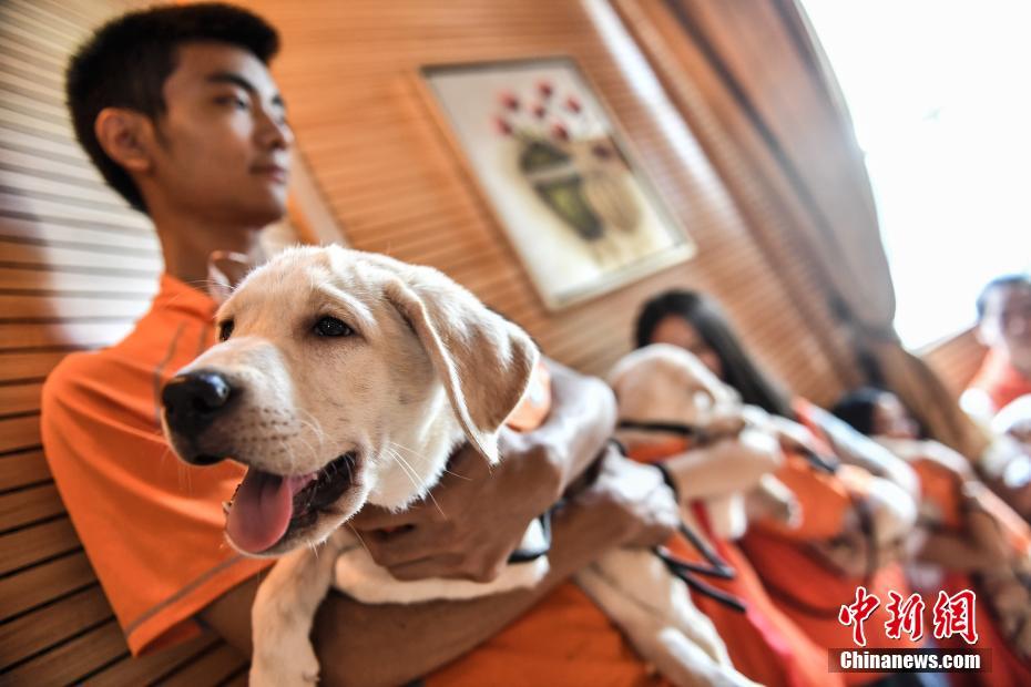 赤ちゃん盲導(dǎo)犬5匹の里親募集開始