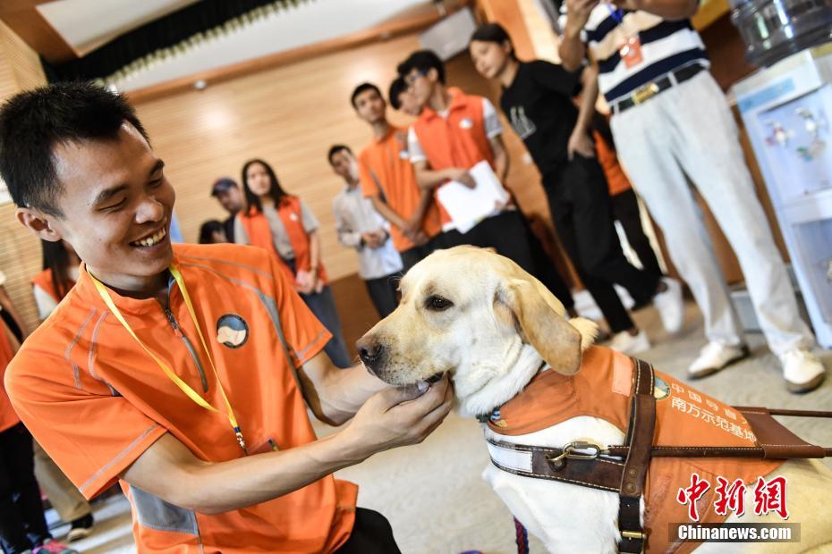 赤ちゃん盲導(dǎo)犬5匹の里親募集開始