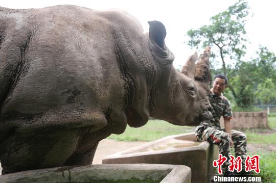 日課の「肩たたき」が大好きな19歳のサイ　重慶市