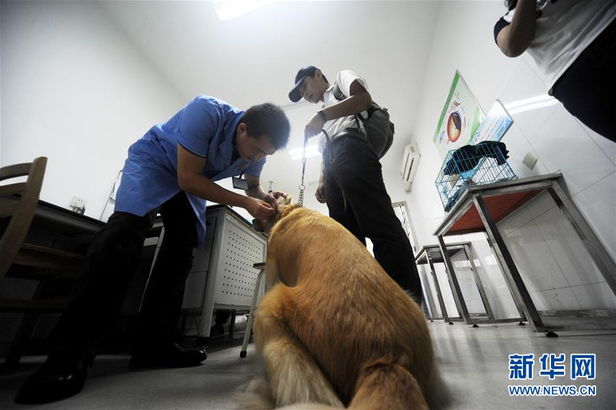 盲導(dǎo)犬「毛毛」の1日に密著