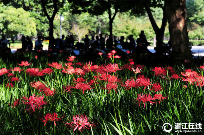 見(jiàn)頃を迎えた金華市のヒガンバナ　鮮やかな赤い花々広がる