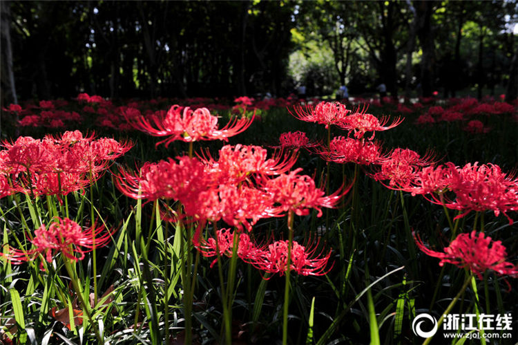 見(jiàn)頃を迎えた金華市のヒガンバナ　鮮やかな赤い花々広がる