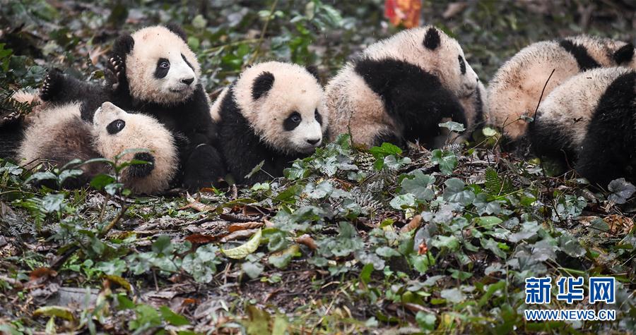 ジャイアントパンダの居住エリアを統(tǒng)合?整備