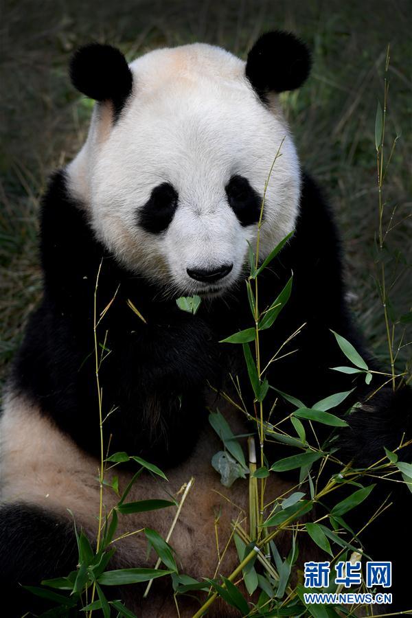 ジャイアントパンダの居住エリアを統(tǒng)合?整備