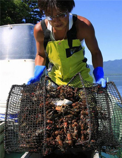 中國人が愛するザリガニは外國では厄介者？　日本では処理するために捕獲