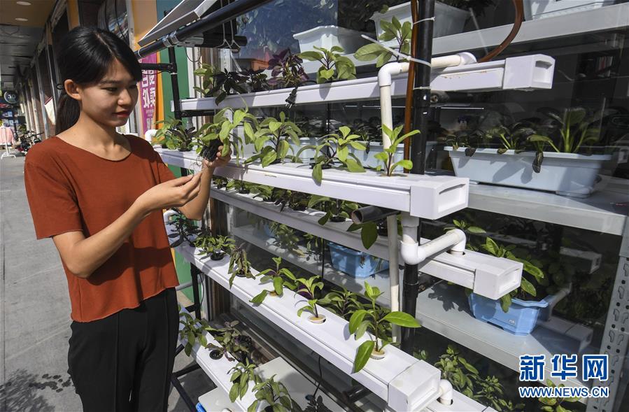 見て可愛い、食べて美味しい盆栽型有機(jī)野菜
