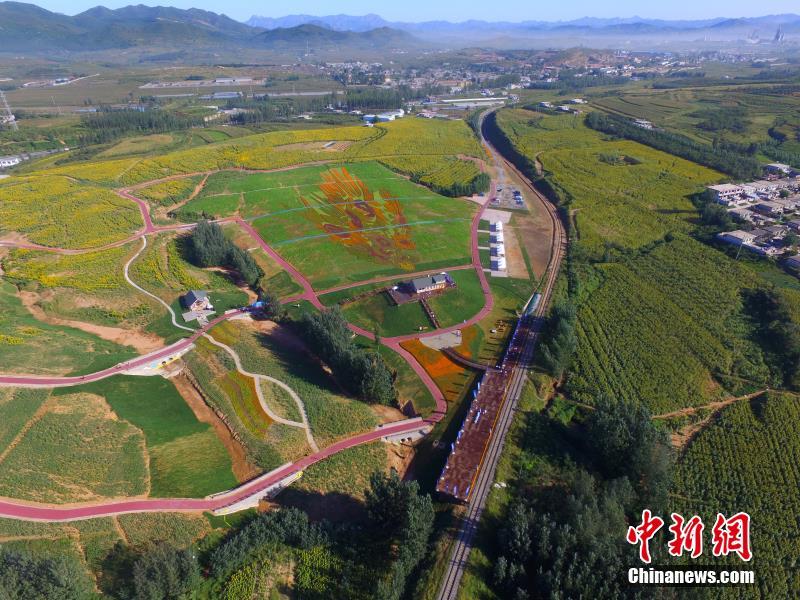 ゴッホの名畫(huà)「ひまわり」がひまわり畑に出現(xiàn)　河北省