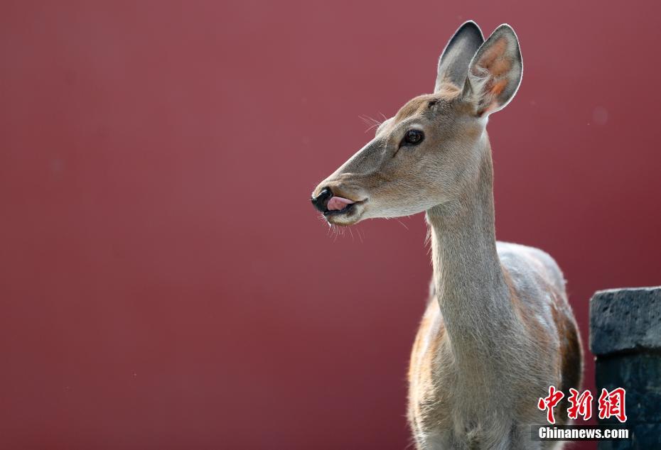 北京の故宮博物院でシカ展示　來年2月末まで