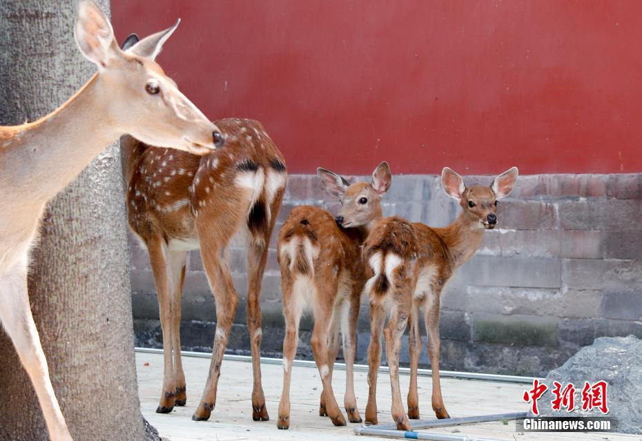 北京の故宮博物院でシカ展示　來年2月末まで