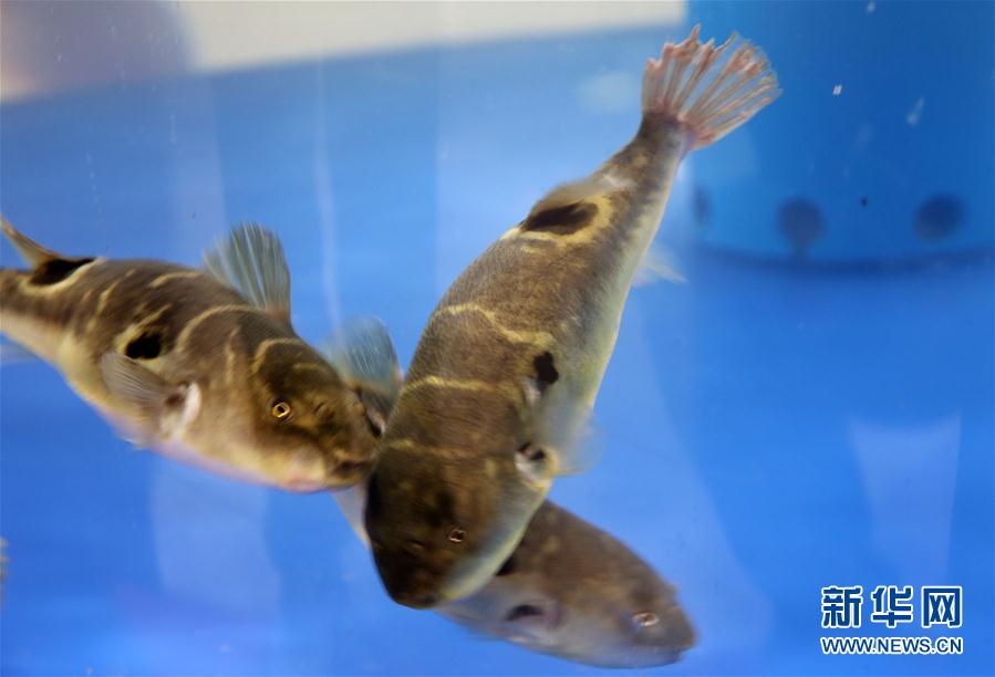 江蘇省海安県のフグ、観光業(yè)の看板に