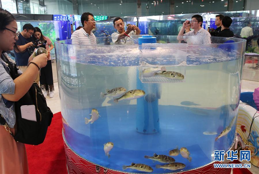 江蘇省海安県のフグ、観光業(yè)の看板に