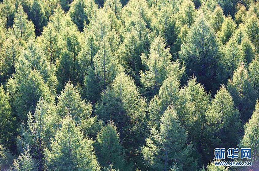 河北省の國立森林公園が秋らしい絶景に