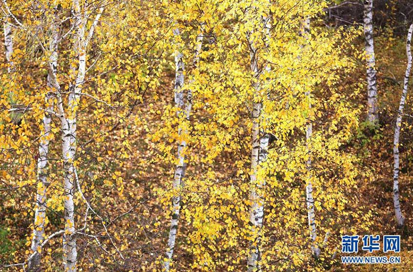 河北省の國立森林公園が秋らしい絶景に