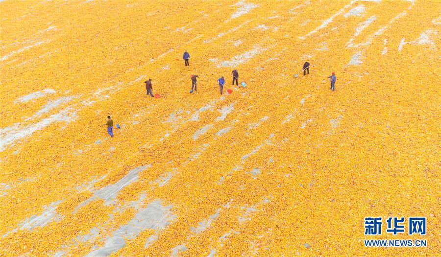 甘粛省でトウモロコシが収穫時(shí)期迎える　天日干し作業(yè)に追われる人々