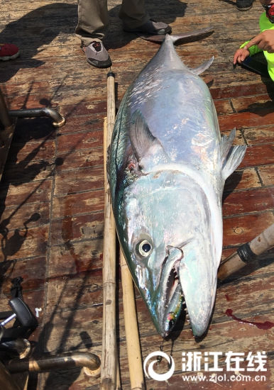 海釣り愛好家が90キロの巨大マグロ釣り上げる　浙江省