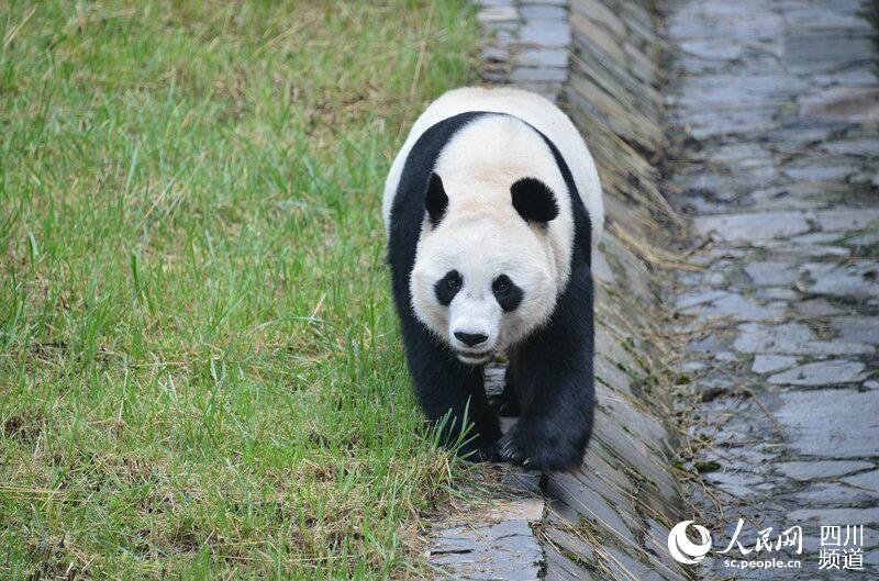 四川省から2頭のパンダがインドネシアへ出発　「10年の長(zhǎng)旅」がスタート