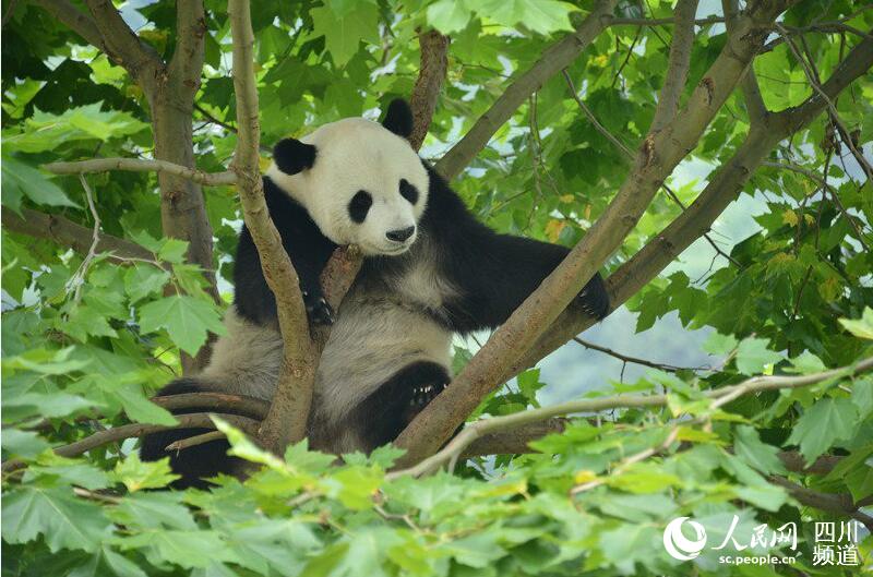 四川省から2頭のパンダがインドネシアへ出発　「10年の長(zhǎng)旅」がスタート