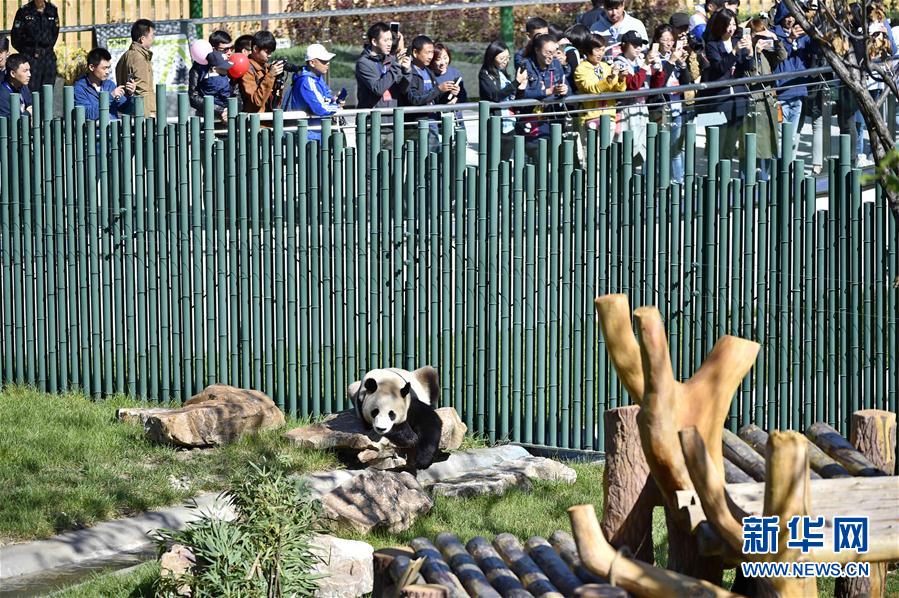 瀋陽(yáng)森林動(dòng)物園パンダ館オープン　四川から來(lái)たパンダが一般公開(kāi)へ