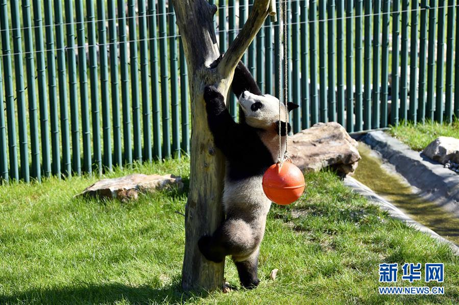 瀋陽森林動物園パンダ館オープン　四川から來たパンダが一般公開へ