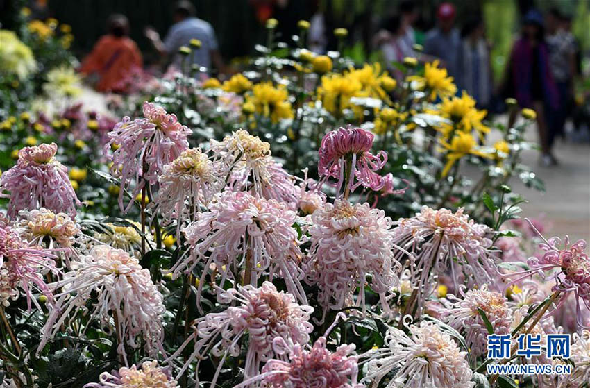 昆明市大観園、3萬鉢以上の菊の花で國慶節(jié)の到來待つ　雲(yún)南省