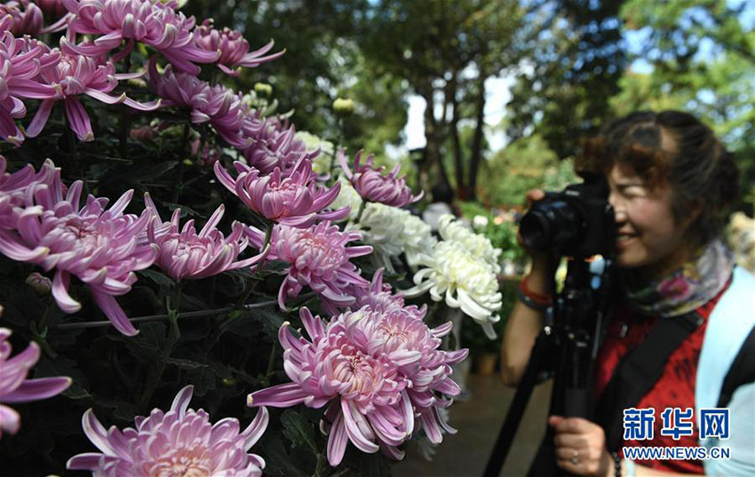 昆明市大観園、3萬鉢以上の菊の花で國慶節(jié)の到來待つ　雲(yún)南省