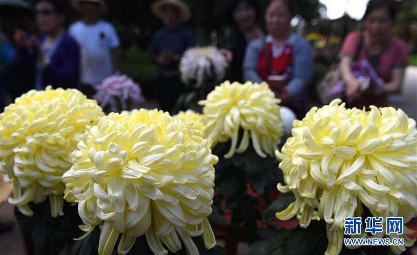 昆明市大観園、3萬鉢以上の菊の花で國慶節(jié)の到來待つ　雲(yún)南省