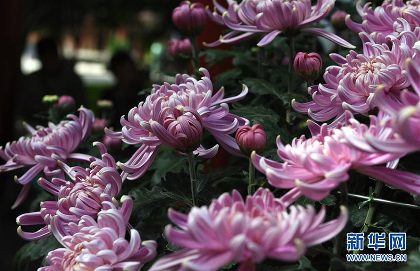 昆明市大観園、3萬鉢以上の菊の花で國慶節(jié)の到來待つ　雲(yún)南省