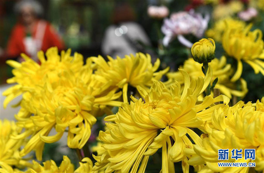 昆明市大観園、3萬鉢以上の菊の花で國慶節(jié)の到來待つ　雲(yún)南省
