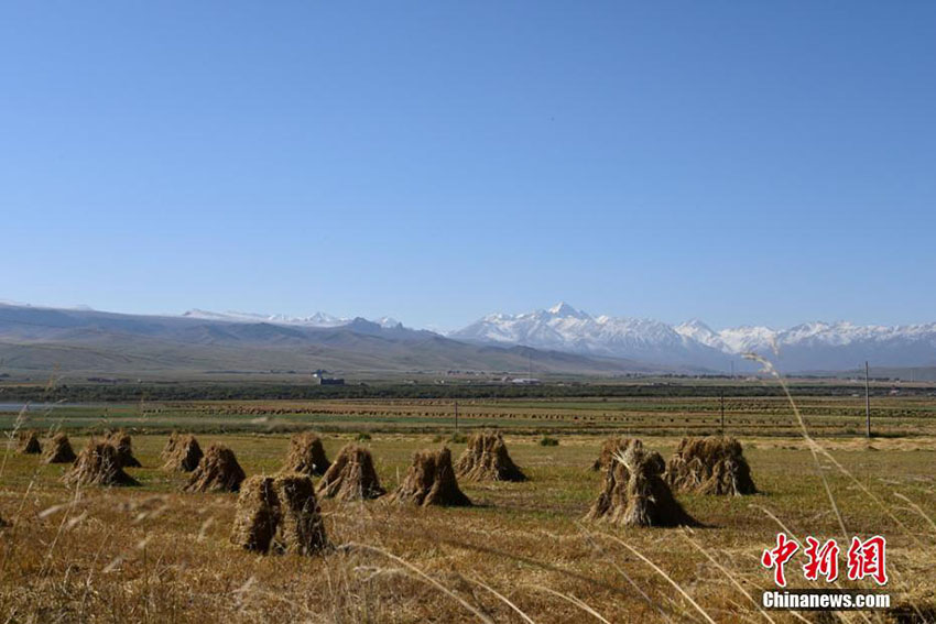 甘粛の草原に秋の雪、一面の銀世界に