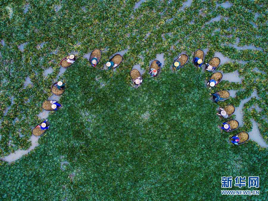 江南の水郷で菱の実が収穫期を迎える　浙江省