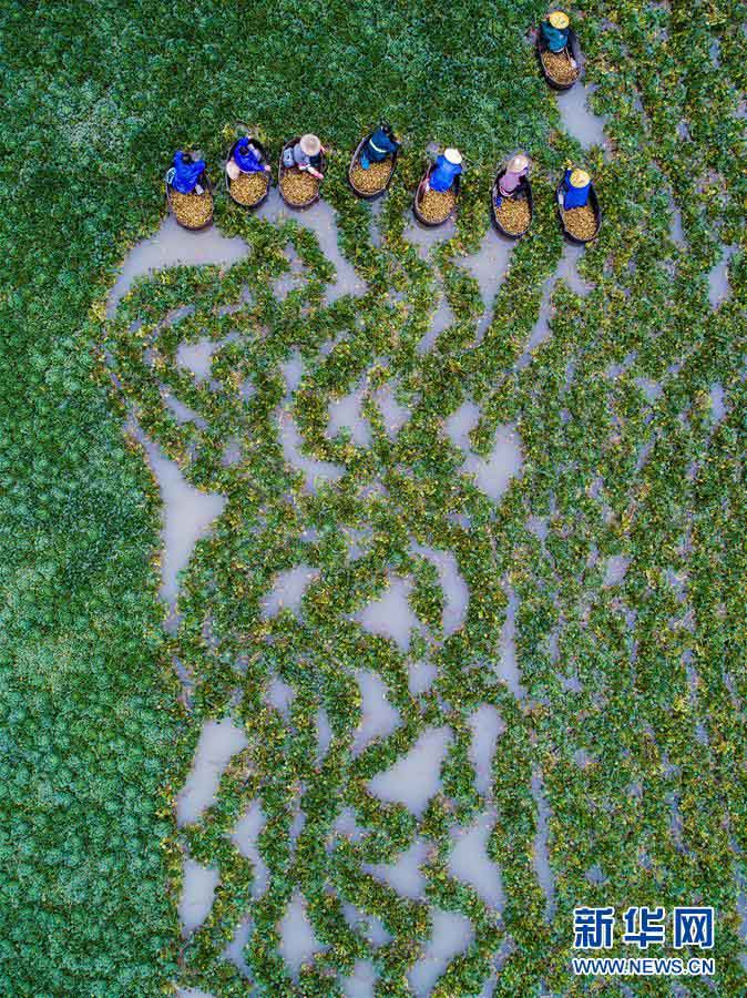 江南の水郷で菱の実が収穫期を迎える　浙江省