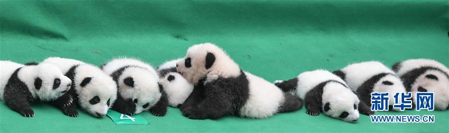 今年誕生した赤ちゃんパンダ10頭が勢(shì)ぞろい　四川省