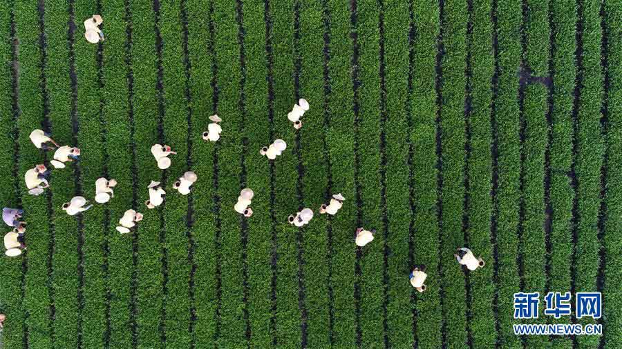 秋の茶摘みシーズンを迎えた安渓鉄観音　福建省