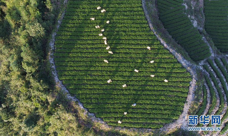 秋の茶摘みシーズンを迎えた安渓鉄観音　福建省