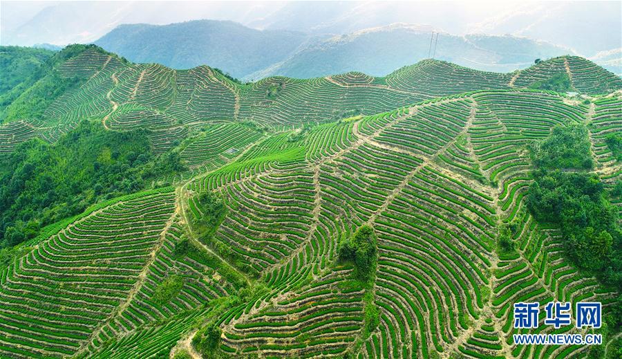 秋の茶摘みシーズンを迎えた安渓鉄観音　福建省