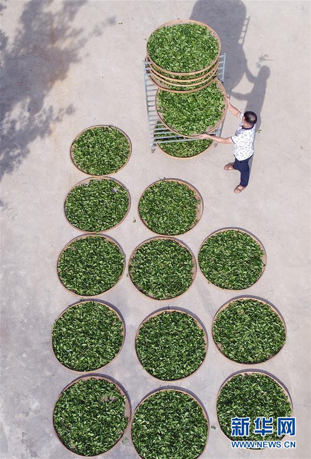 秋の茶摘みシーズンを迎えた安渓鉄観音　福建省