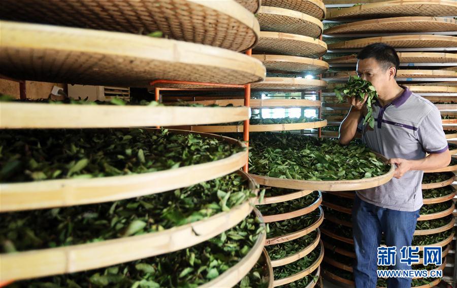 秋の茶摘みシーズンを迎えた安渓鉄観音　福建省