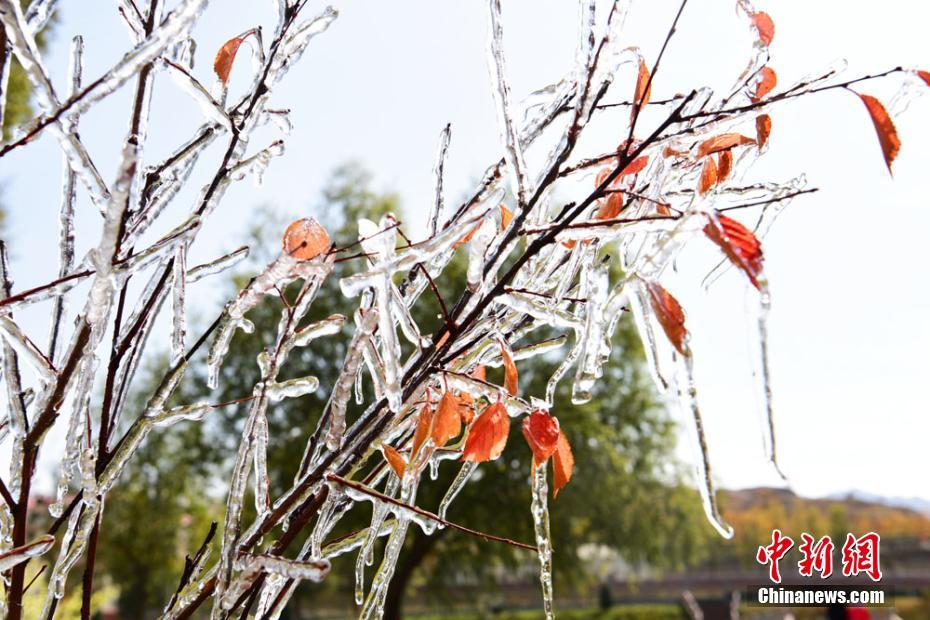 「寒露」迎えた甘粛省　木々には寶石のように美しく輝く氷柱