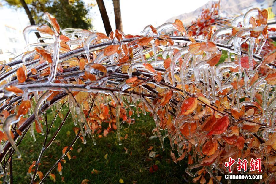 「寒露」迎えた甘粛省　木々には寶石のように美しく輝く氷柱