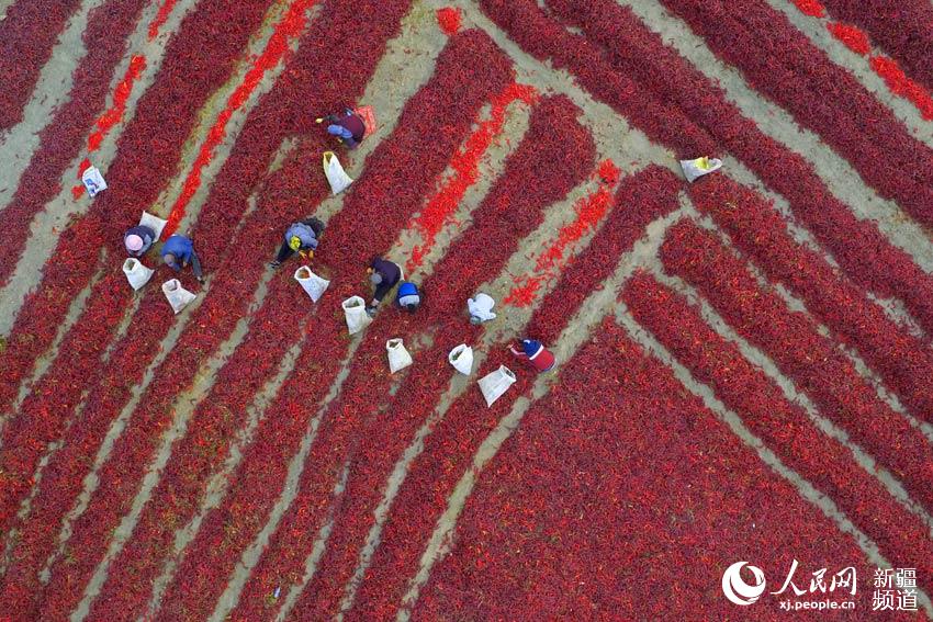 どこまでも続く赤トウガラシの天日干し、あたりを真っ赤に染める　新疆