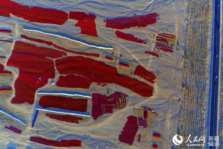 どこまでも続く赤トウガラシの天日干し、あたりを真っ赤に染める　新疆