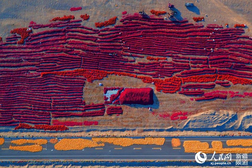 どこまでも続く赤トウガラシの天日干し、あたりを真っ赤に染める　新疆