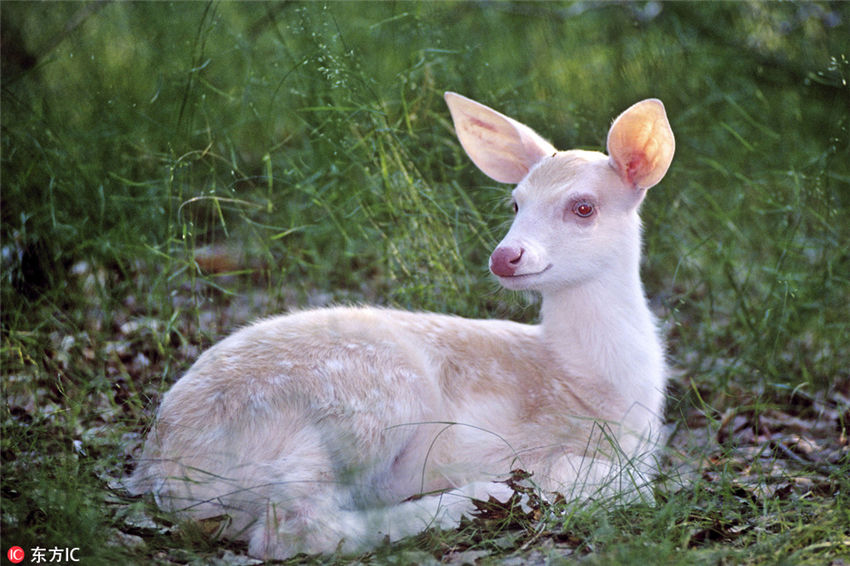 真っ白アニマル大集合！可愛さ倍増？
