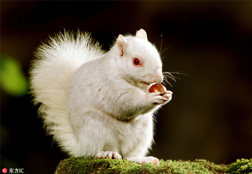 真っ白アニマル大集合！可愛さ倍増？
