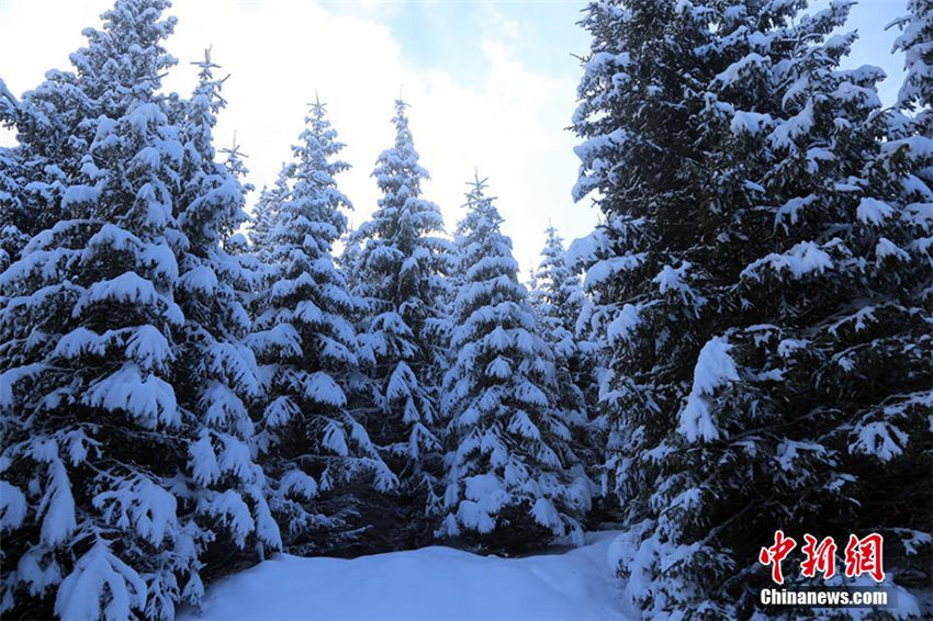 一面の銀世界、新疆の景勝地が一足先に冬景色に模様替え