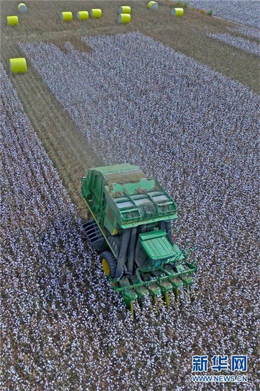 中國最大の綿花産地?新疆　収穫シーズン迎える
