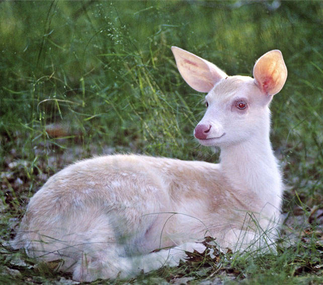 真っ白アニマル大集合！可愛(ài)さ倍増？